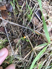Calycina citrina