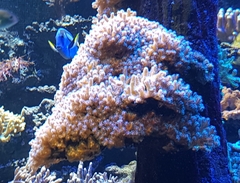 Paracanthurus hepatus