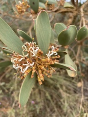 Hakea pandanicarpa