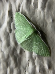 Synchlora