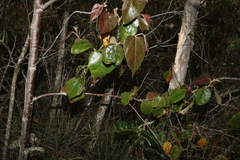 Commersonia bartramia