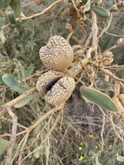 Hakea pandanicarpa