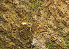 Thwaitesia nigronodosa
