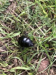 Geotrupes stercorarius