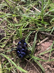 Geotrupes stercorarius