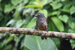 Saltator grandis