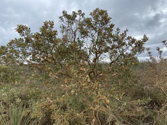 Hakea pandanicarpa
