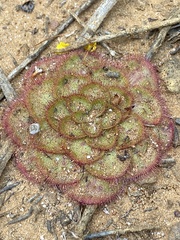 Drosera zonaria
