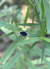 Asteromyia euthamiae