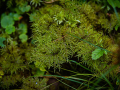 Hylocomium splendens