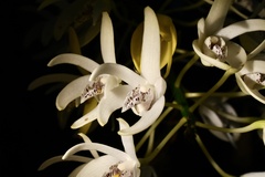 Dendrobium speciosum
