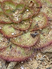 Drosera zonaria