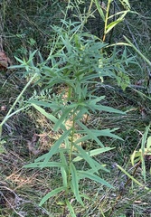 Asteromyia euthamiae