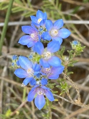 Philotheca nodiflora