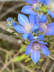 Philotheca nodiflora