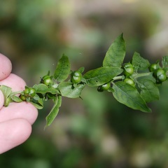Dasistoma macrophylla
