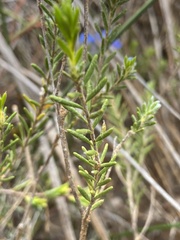 Philotheca nodiflora