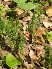 Lycopodiaceae