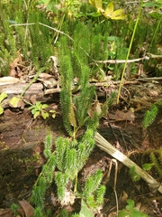 Lycopodiaceae