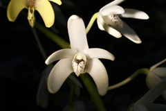 Dendrobium speciosum