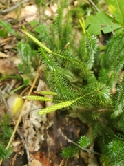 Lycopodiaceae
