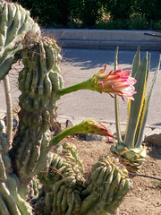 Cereus