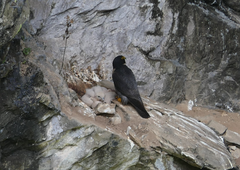 Falco peregrinus macropus