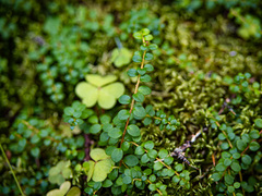 Gaultheria hispidula