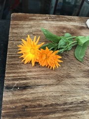 Calendula officinalis