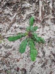 Biophytum sensitivum