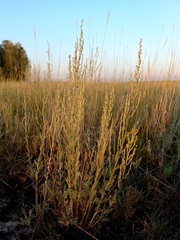 Artemisia nitrosa