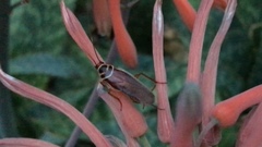 Pseudomops interceptus