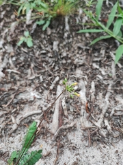 Biophytum sensitivum