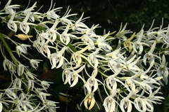 Dendrobium speciosum