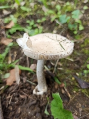 Amanita vaginata