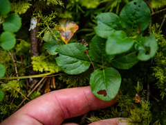 Orthilia secunda
