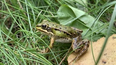 Pelophylax lessonae