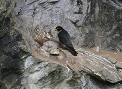 Falco peregrinus macropus