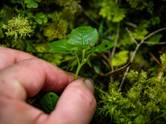 Orthilia secunda