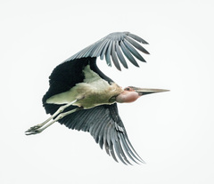 Leptoptilos crumenifer