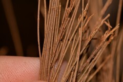 Allocasuarina torulosa