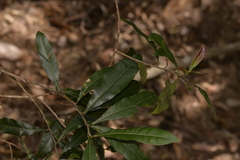 Elaeocarpus reticulatus