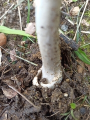 Amanita vaginata