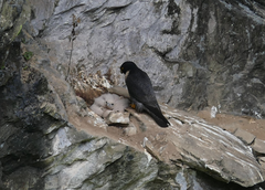Falco peregrinus macropus