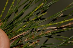 Allocasuarina torulosa