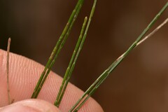 Allocasuarina torulosa