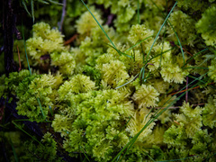 Trichocolea tomentella