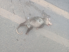 Didelphis albiventris