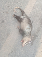 Didelphis albiventris