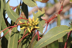 Eucalyptus bancroftii